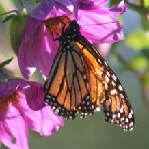Monarch butterfly feeding on purple flower