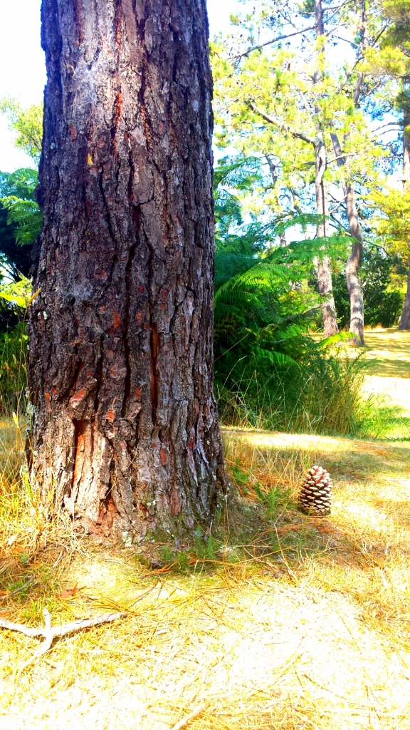 pine tree trunk with a pine cone on the ground to the right. 